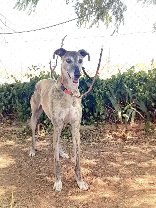 Adopter Chapu