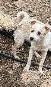 Adopter Cheese