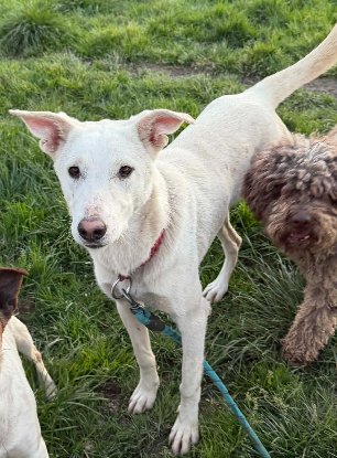 Adopter Chipie