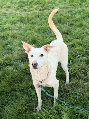 Adopter Chipie