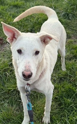 Adoption Chipie