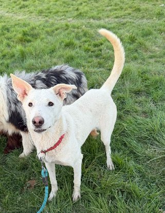 Adoption Chipie