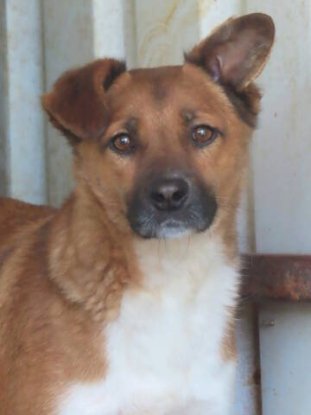 Adopter Chipiron