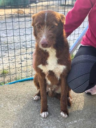 Adopter Choco