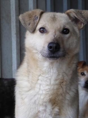 Adopter Clinton