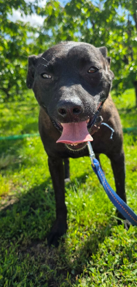 Adopter Clio