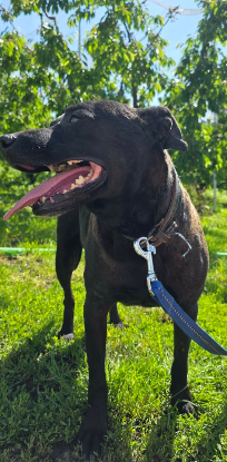 Adopter Clio
