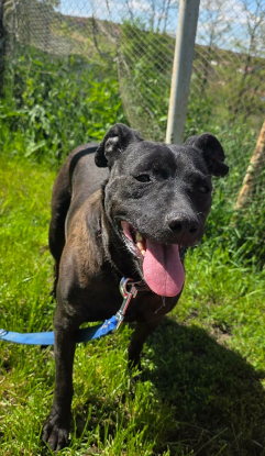 Adoption Clio