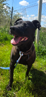 Adoption Clio