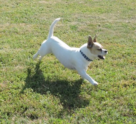 Adopter Cookie