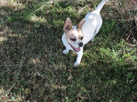 Adopter Cookie