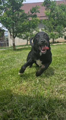 Adopter Corin
