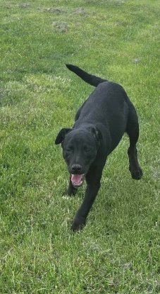 Adopter Corin