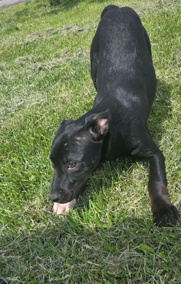 Adoption Corin