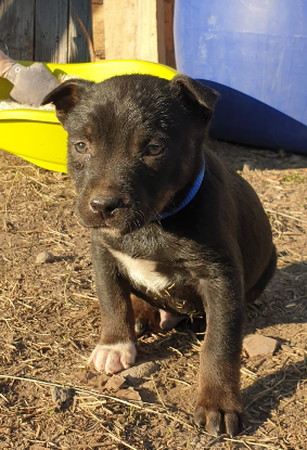 Adoption Corin