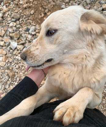 Adopter Creampuff