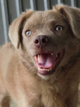Adopter Cristesti