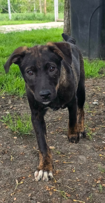Adopter Cybelle