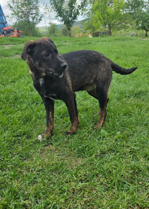 Adopter Cybelle