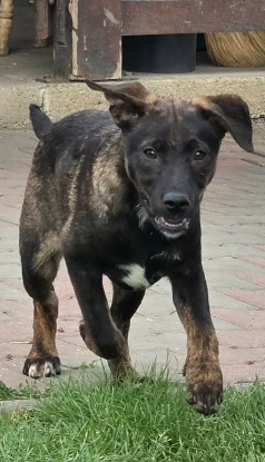 Adoption Cybelle
