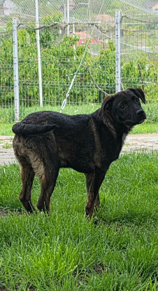 Adoption Cybelle