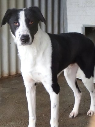 Adopter Daester