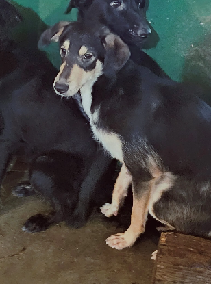 Adopter Dali