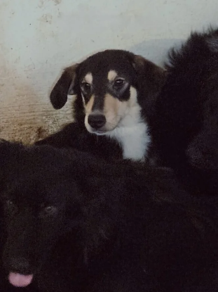 Adopter Dali