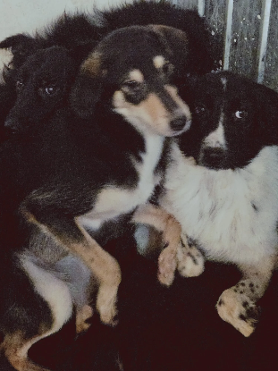 Adoption Dali