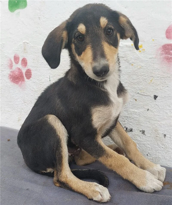 Adoption Dali