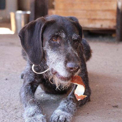 Adopter Dana
