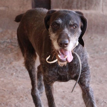 Adopter Dana