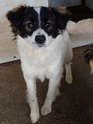 Adopter Darell