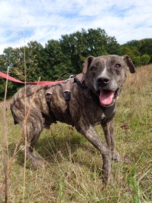 Adopter Deedjay