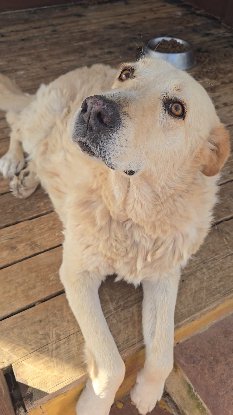 Adopter Delice