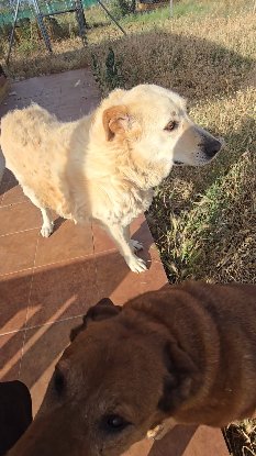 Adopter Delice