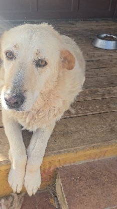 Adopter Delice