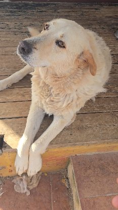 Adoption Delice