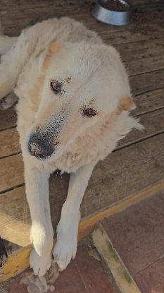 Adoption Delice