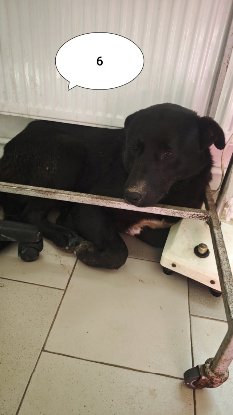 Adopter Derek
