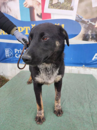 Adopter Derek