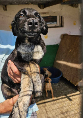 Adopter Derek
