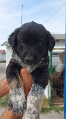 Adoption Derek