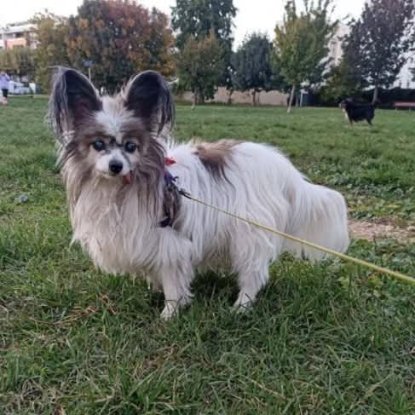 Adopter Diane