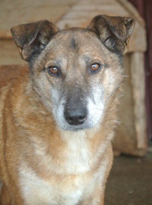 Adopter Diego