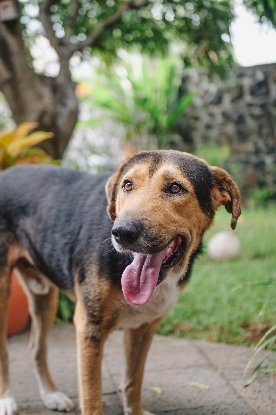 Adopter Diego