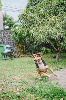 Adopter Diego
