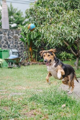 Adoption Diego
