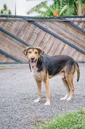 Adoption Diego