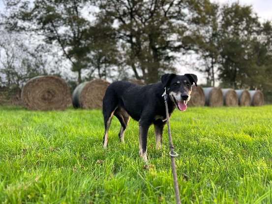 Adopter Diva